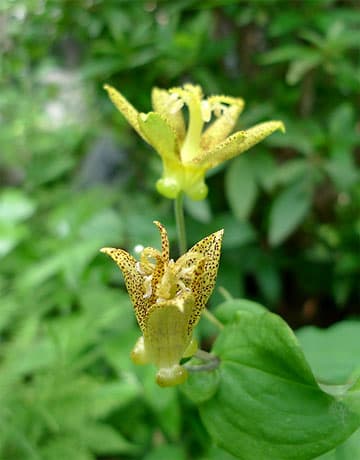 Tricyrtis latifolia Yellow